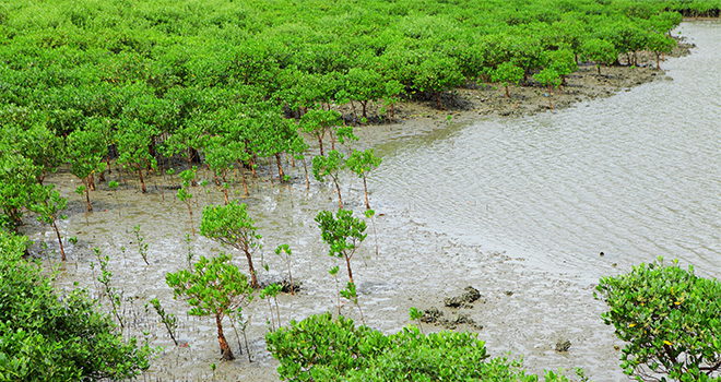 mangroves_u1682
